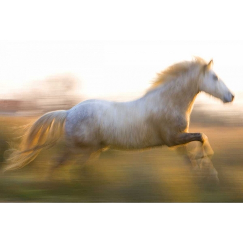 France, Provence White Camargue horse running
